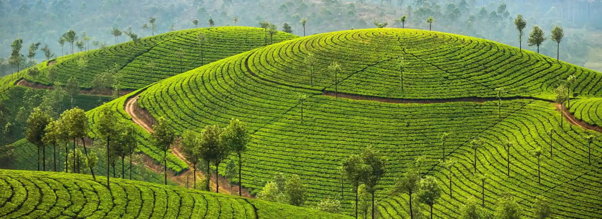 Kerala Heritage Shores and Tea Hills